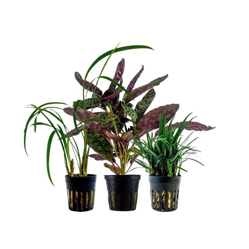 Pflanzen Set mit 3 Terrarienpflanzen Nr.274