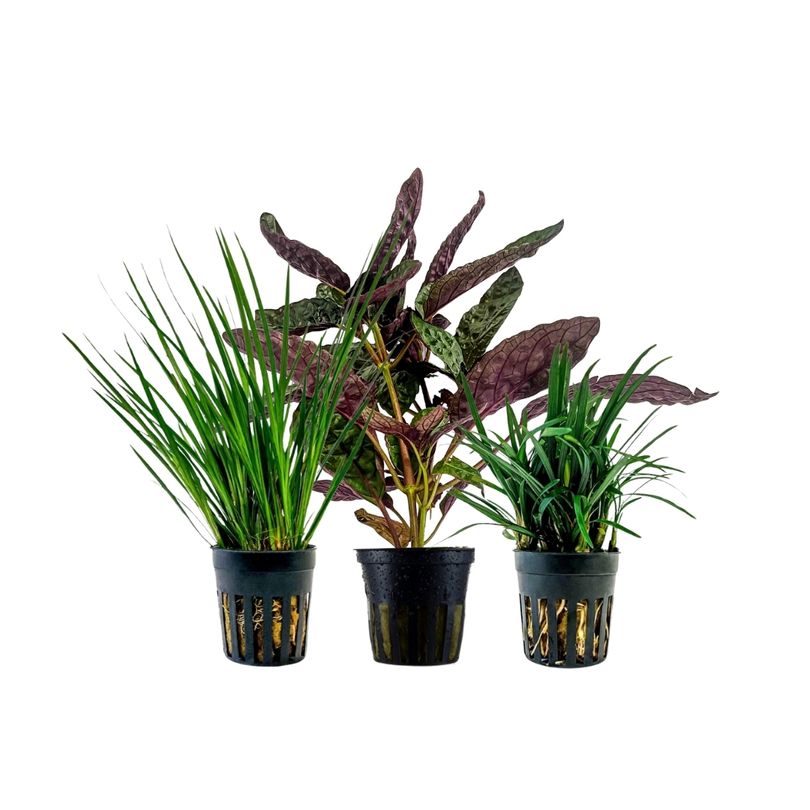 Pflanzen Set mit 3 Terrarienpflanzen Nr.275