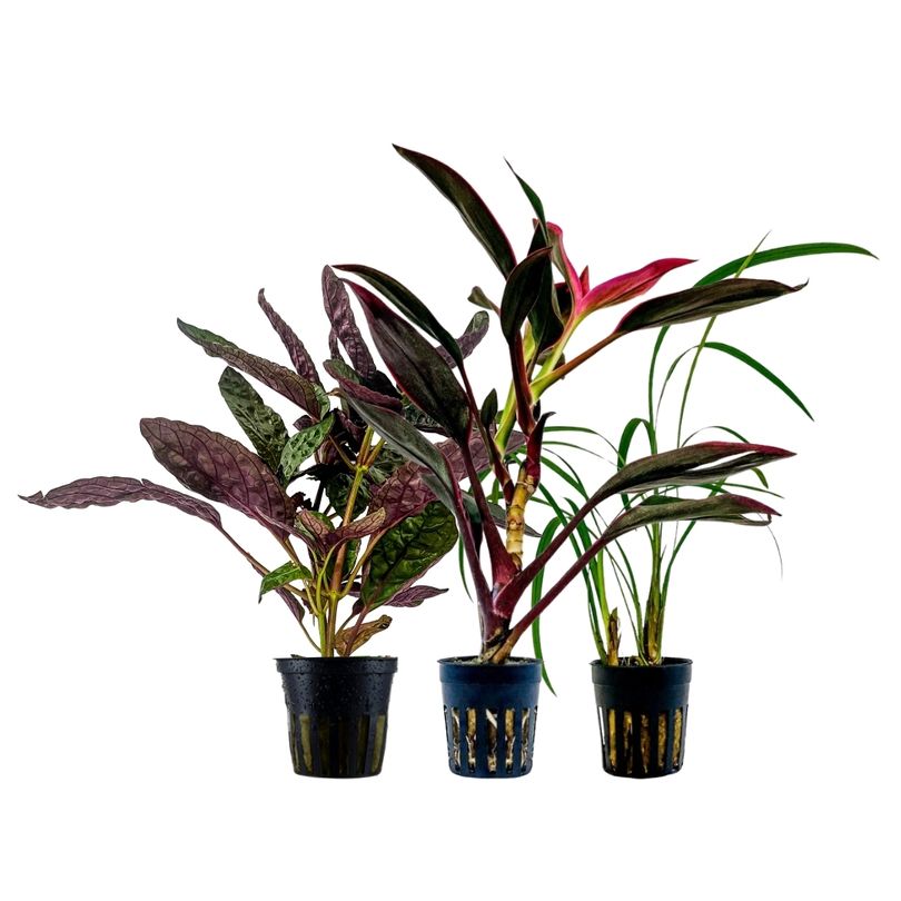 Pflanzen Set mit 3 Terrarienpflanzen Nr.276