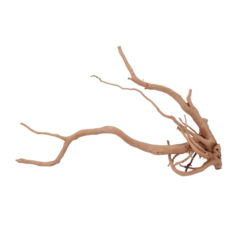 XL Moorkienwurzel Nr.2581 Fingerwurzel Echtholz Deko Aquascaping