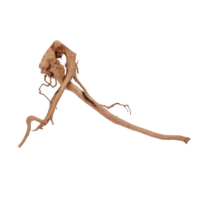 XL Moorkienwurzel Nr.2588 Fingerwurzel Echtholz Deko Aquascaping