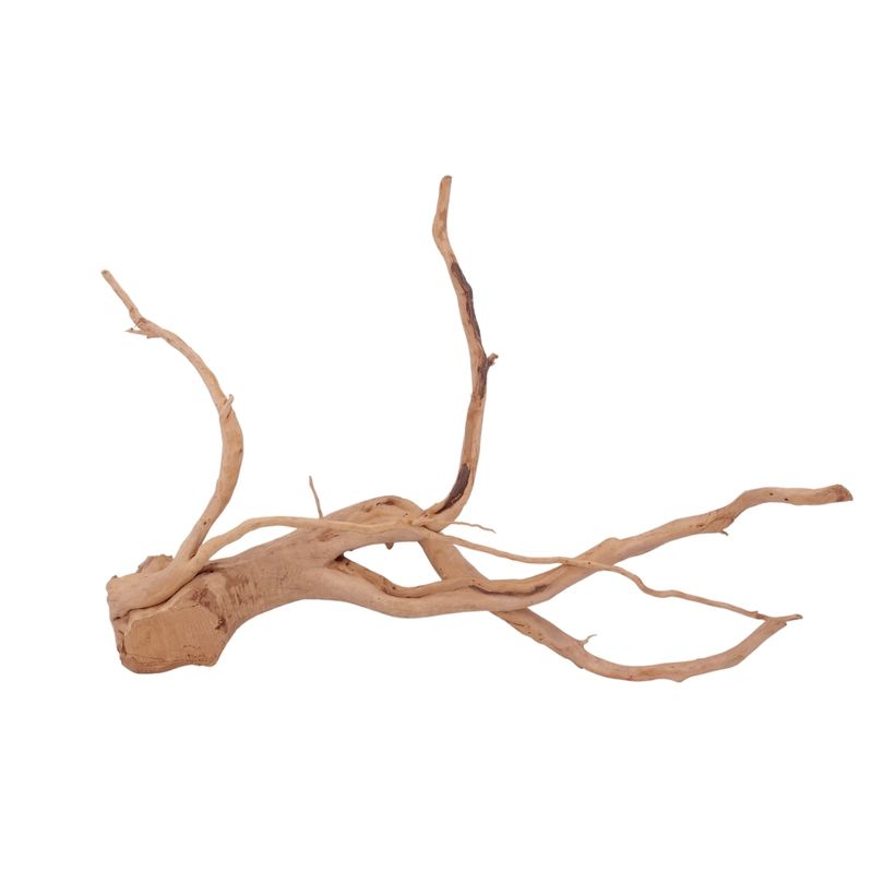 XL Moorkienwurzel Nr.2589 Fingerwurzel Echtholz Deko Aquascaping