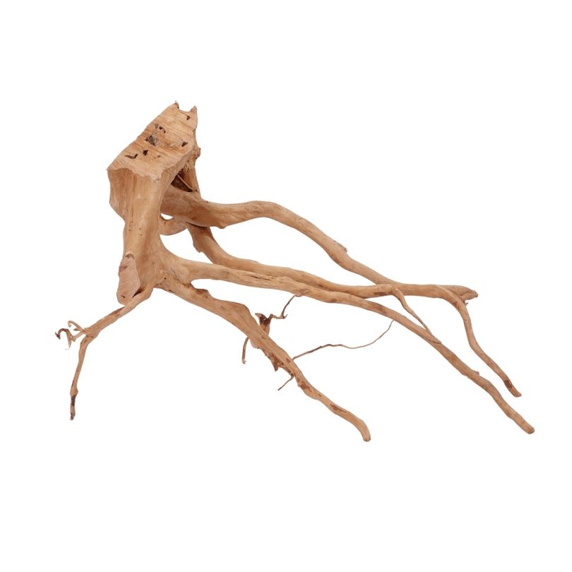 XL Moorkienwurzel Nr.2606 Fingerwurzel Echtholz Deko Aquascaping 