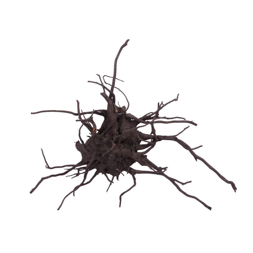 XL Black Spider Wurzel Nr.2678 Fingerwurzel Echtholz Deko Aquascaping 