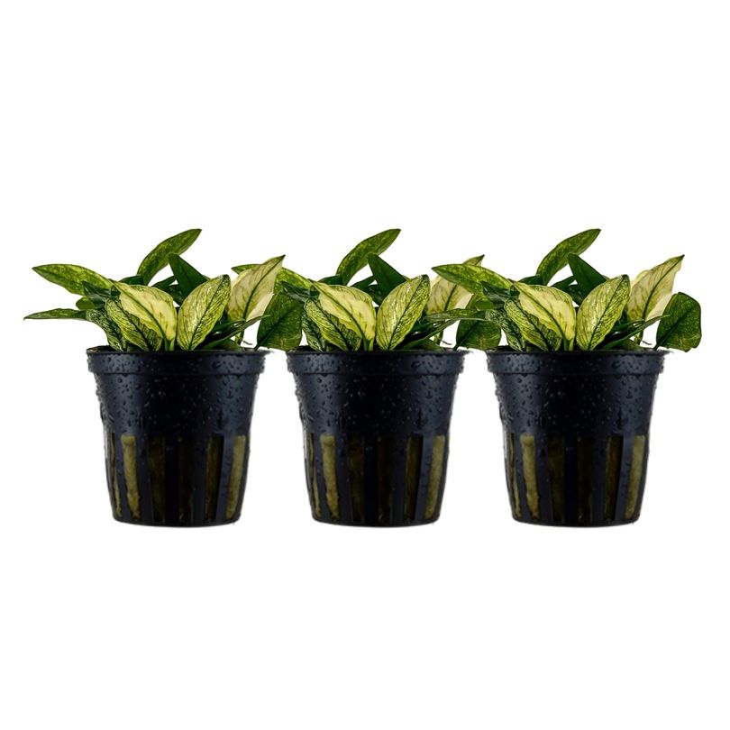 Aquariumpflanze 3 Stück Anubias nana 'Pinto' Nr.301E 