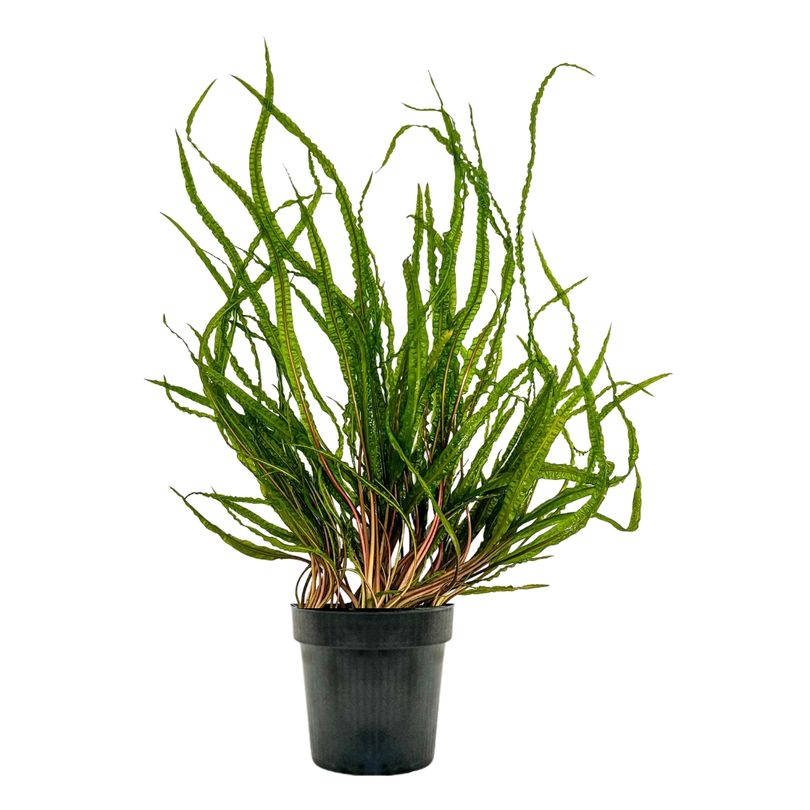 Mutterpflanze Aquariumpflanze Cryptocoryne Balansae Topf Nr.309B XL