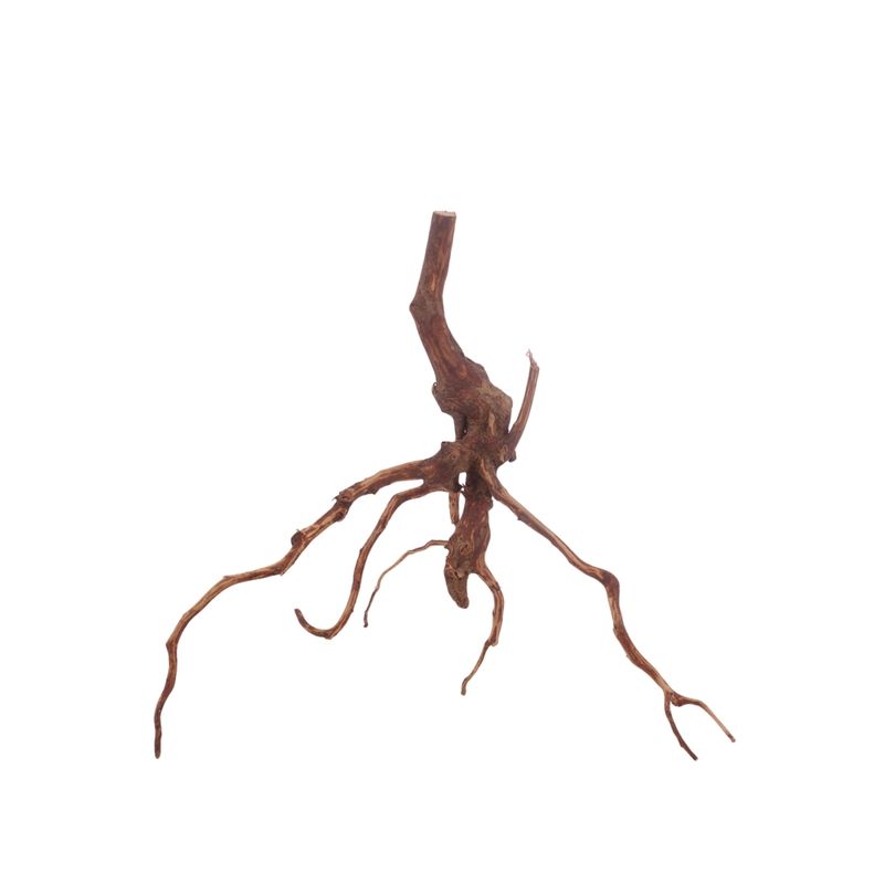 M Red Spider Wurzel Nr.3144 Fingerwurzel Echtholz Deko Aquascaping