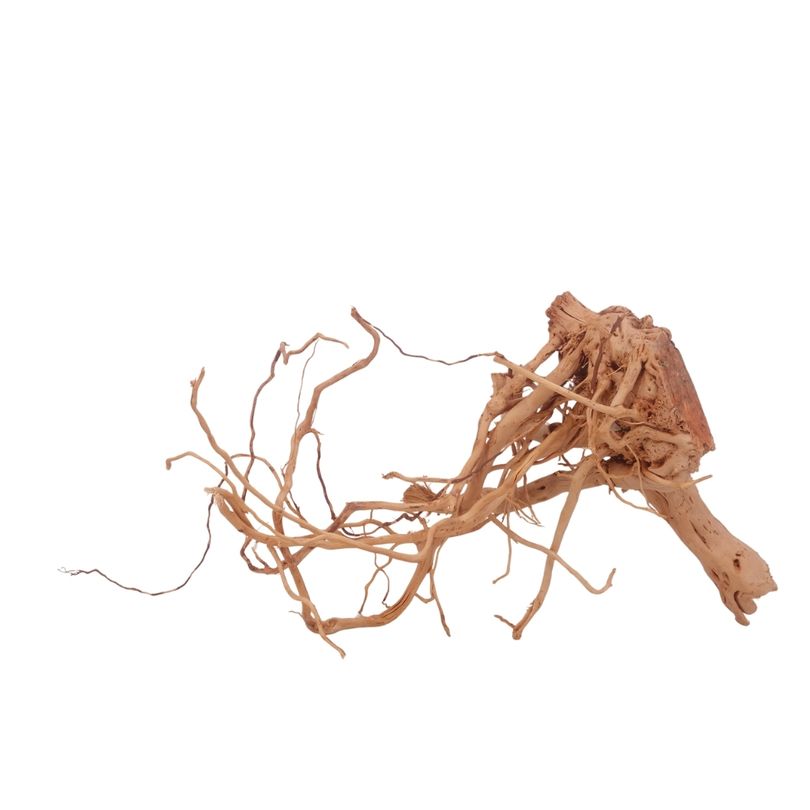 L Drachen Wurzel Nr.3198 Holz Deko Aquascaping