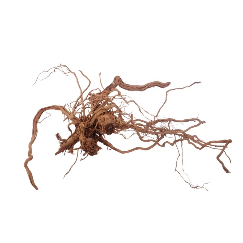 L Drachen Wurzel Nr.3203 Holz Deko Aquascaping