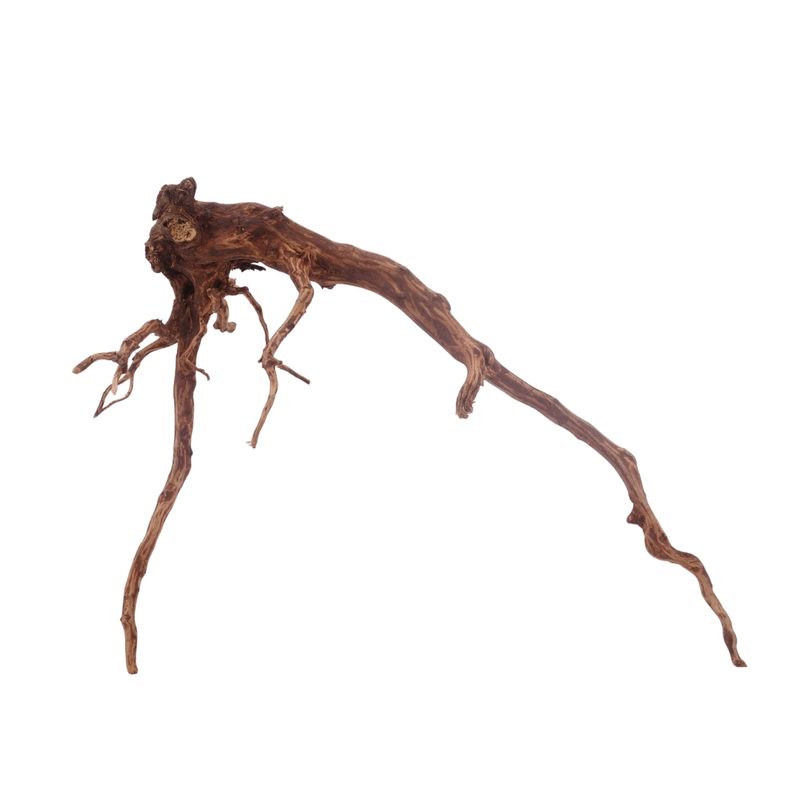 XL Red Spider Wurzel Nr.3150 Fingerwurzel Echtholz Deko Aquascaping