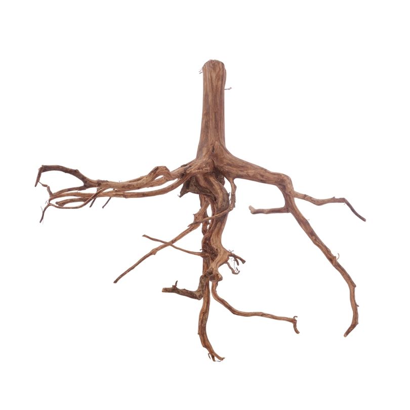 XL Red Spider Wurzel Nr.3156 Fingerwurzel Echtholz Deko Aquascaping