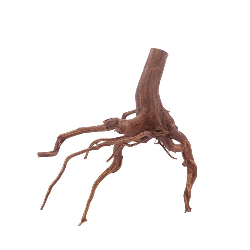 XL Red Spider Wurzel Nr.3181 Fingerwurzel Echtholz Deko Aquascaping
