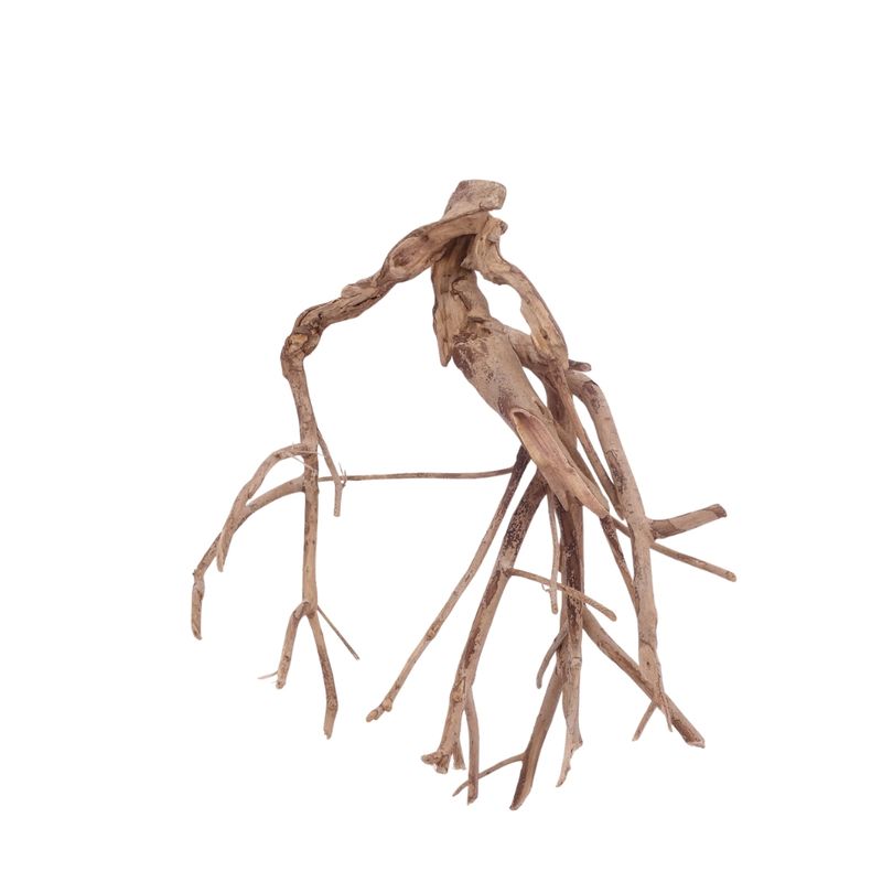 L Talawa Wurzel Nr.3566