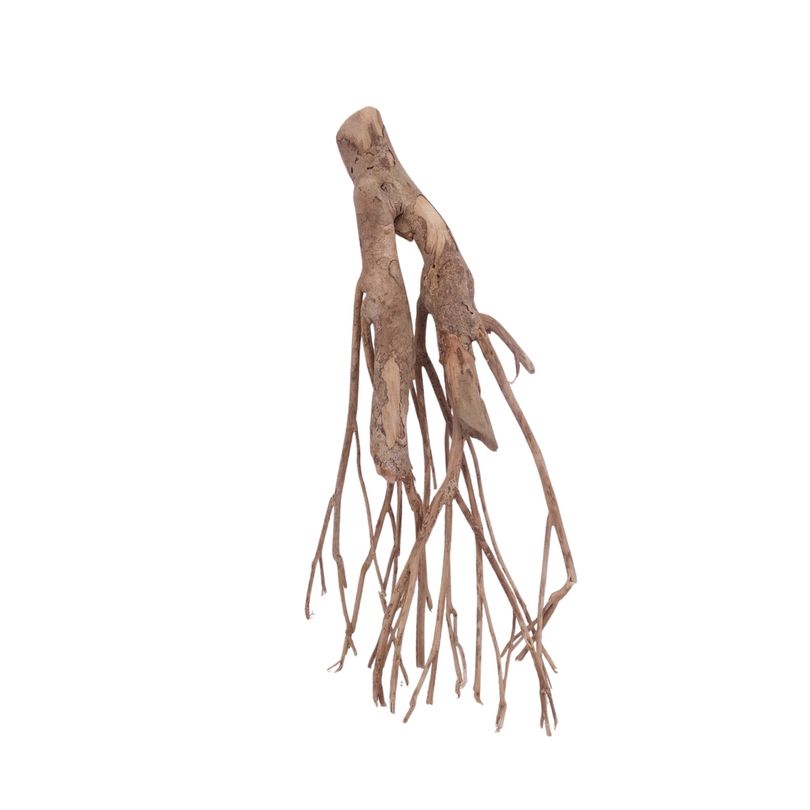 L Talawa Wurzel Nr.3568