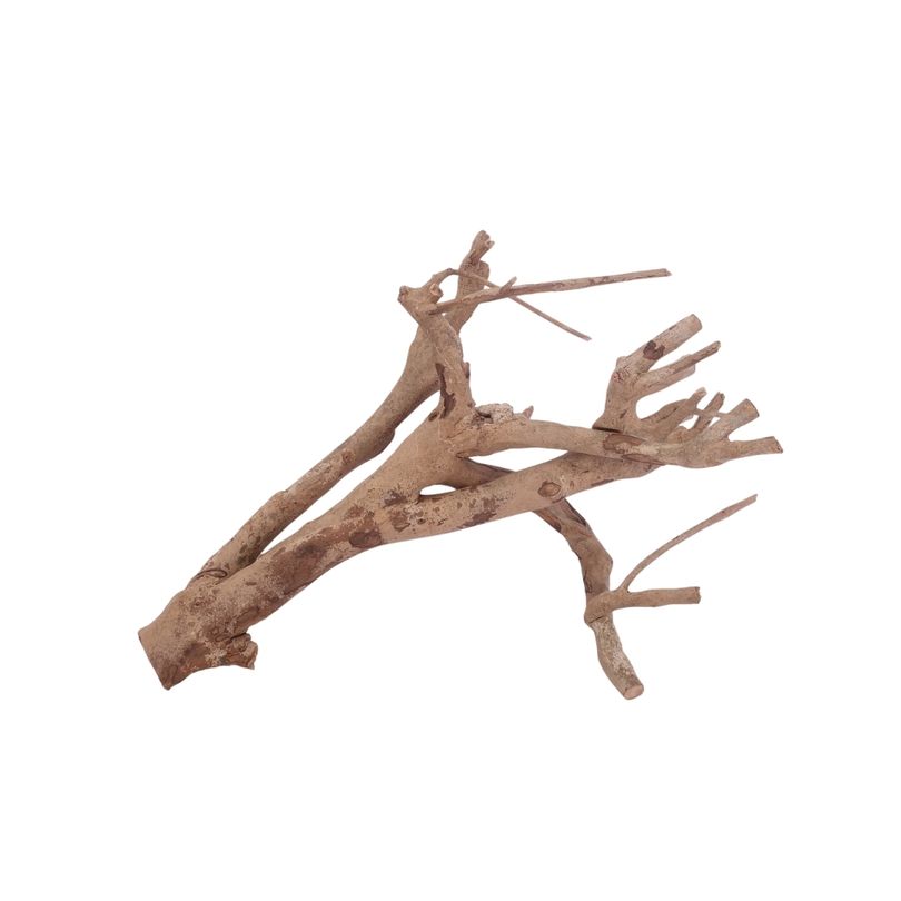 L Talawa Wurzel Nr.3572