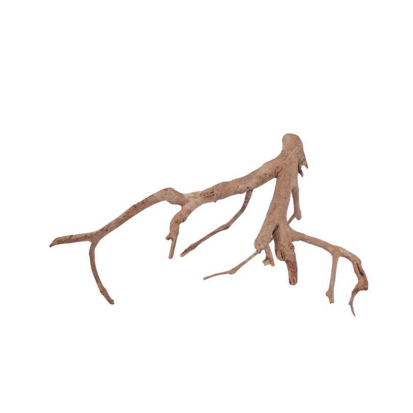 L Talawa Wurzel Nr.3575