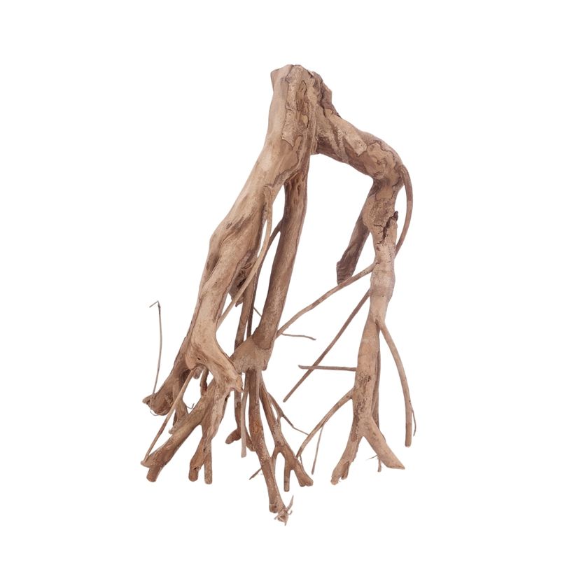 L Talawa Wurzel Nr.3579