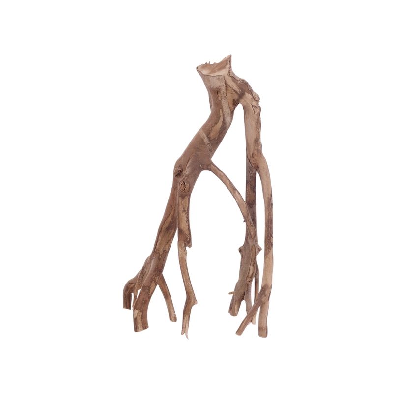 L Talawa Wurzel Nr.3582