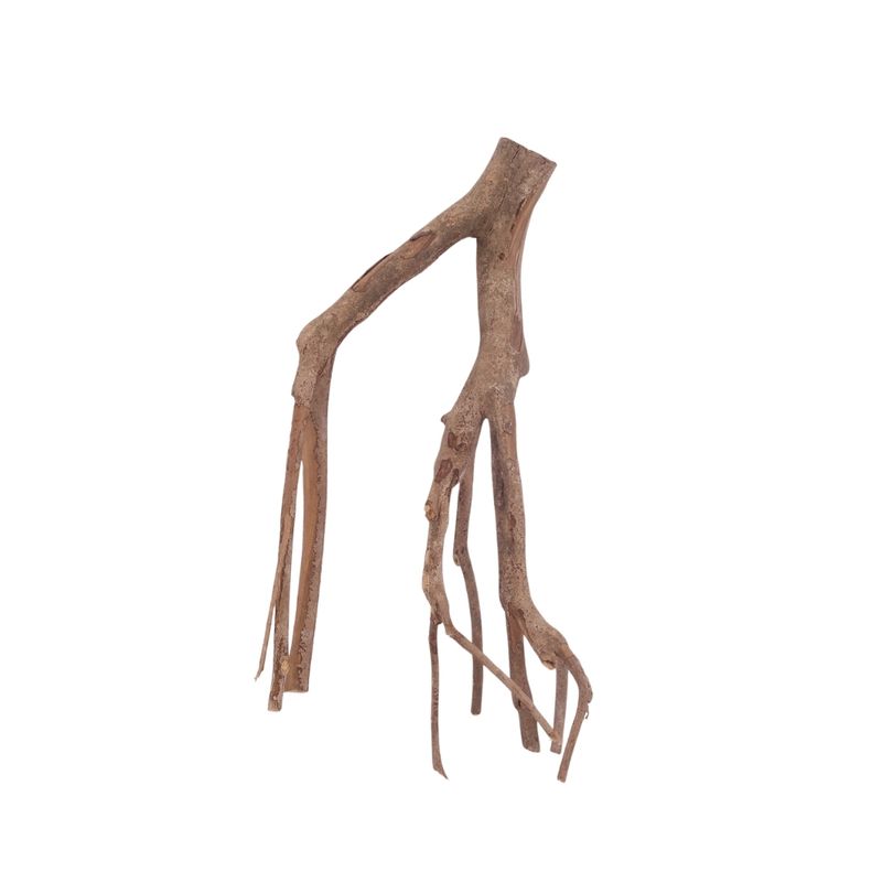 L Talawa Wurzel Nr.3583