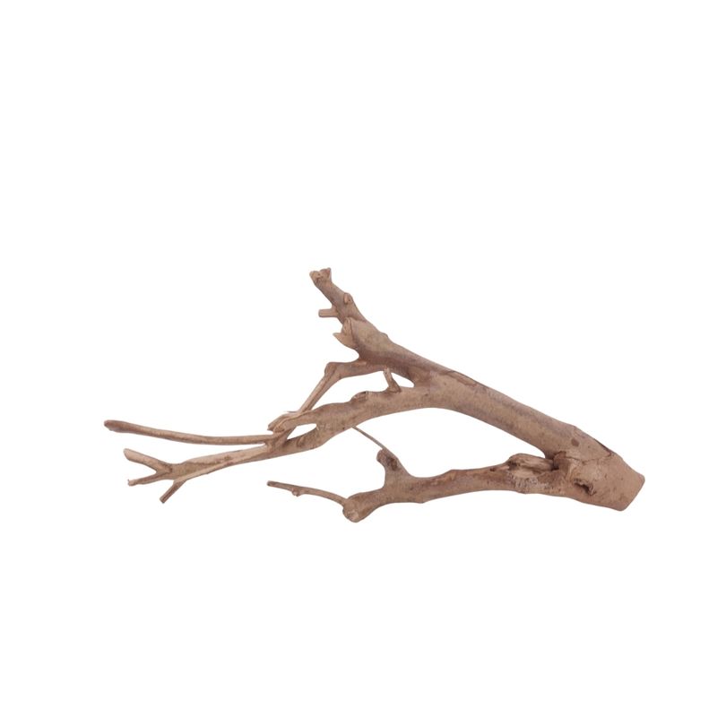 L Talawa Wurzel Nr.3584