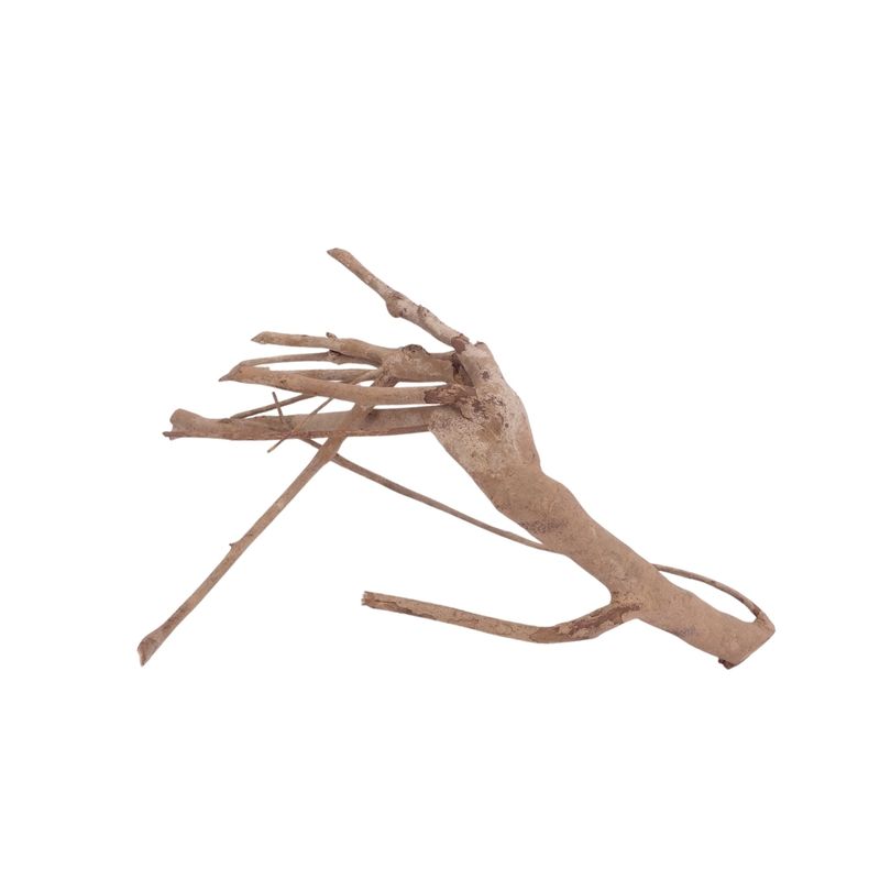 L Talawa Wurzel Nr.3593