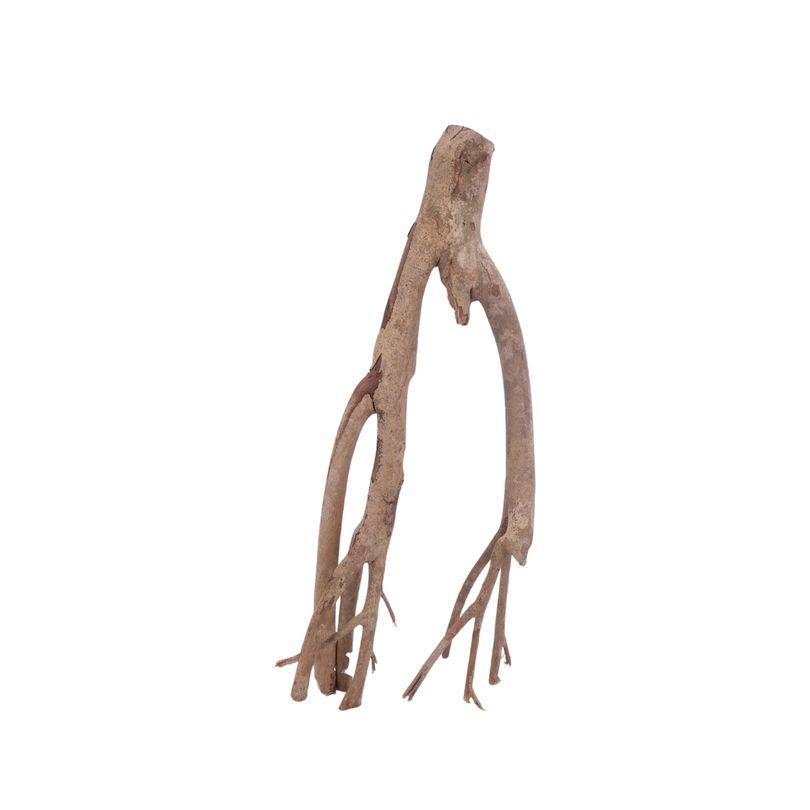 L Talawa Wurzel Nr.3594