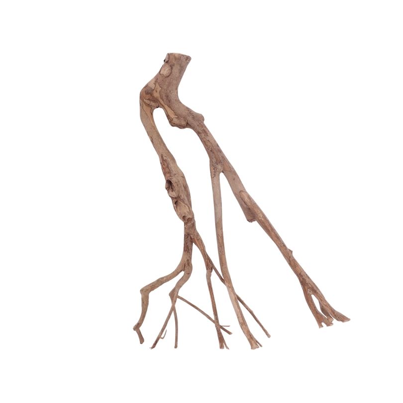 L Talawa Wurzel Nr.3596