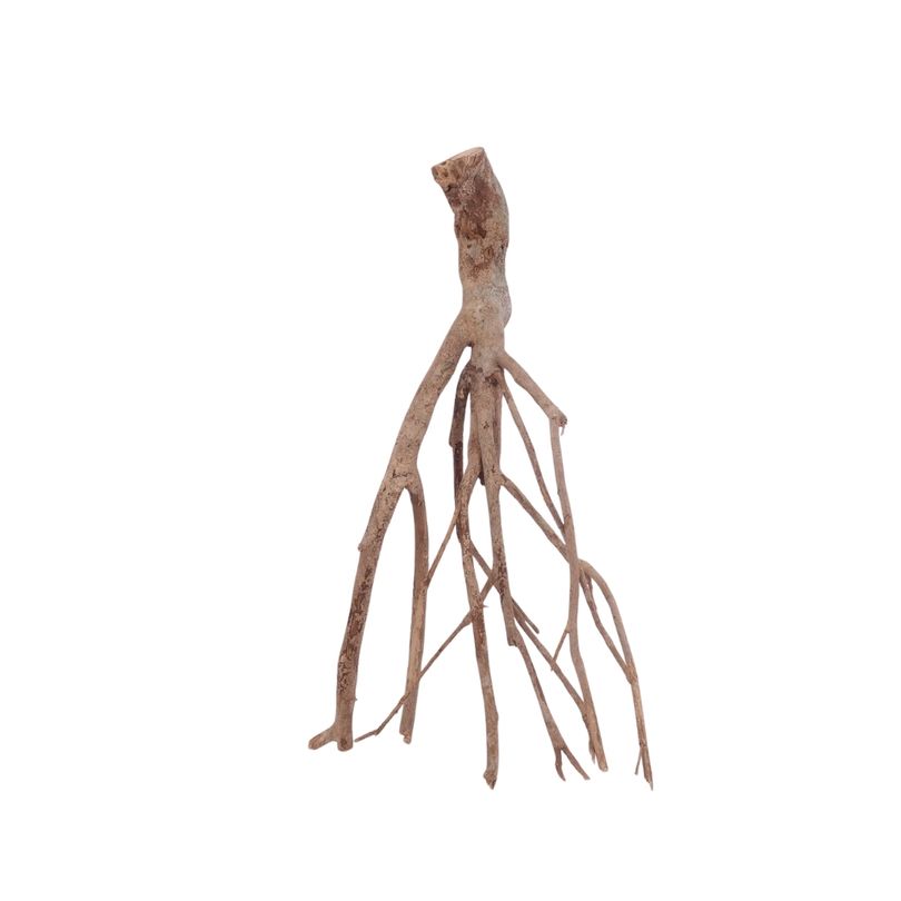 L Talawa Wurzel Nr.3597