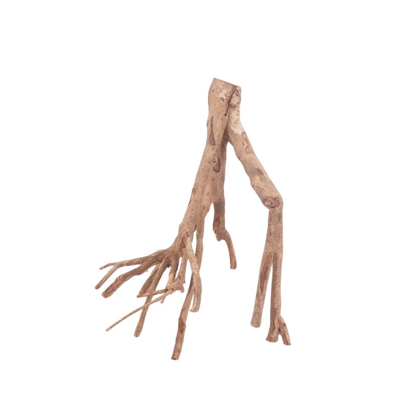 L Talawa Wurzel Nr.3598