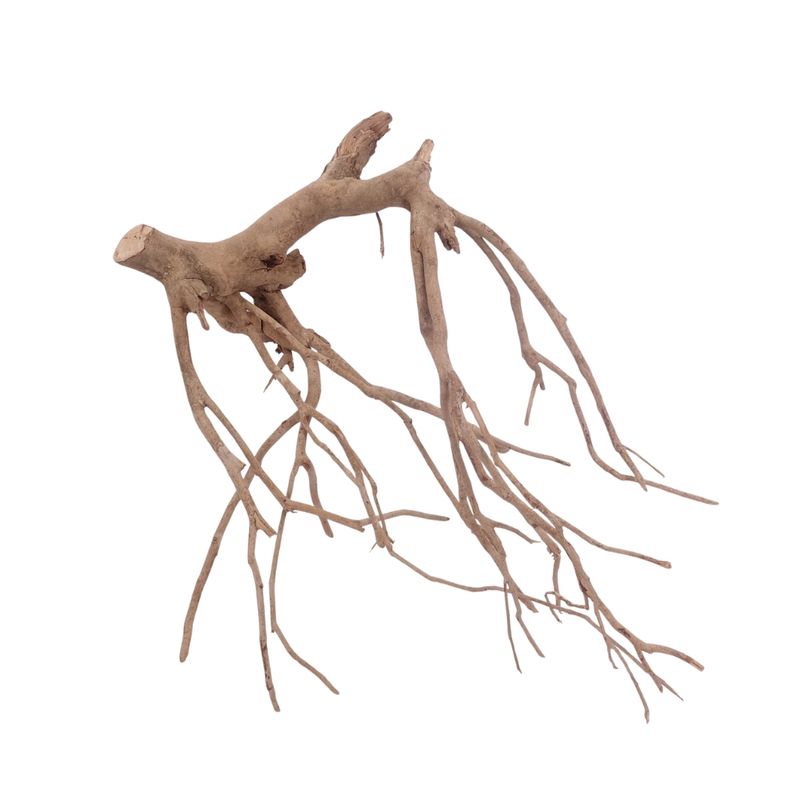 L Talawa Wurzel Nr.3601