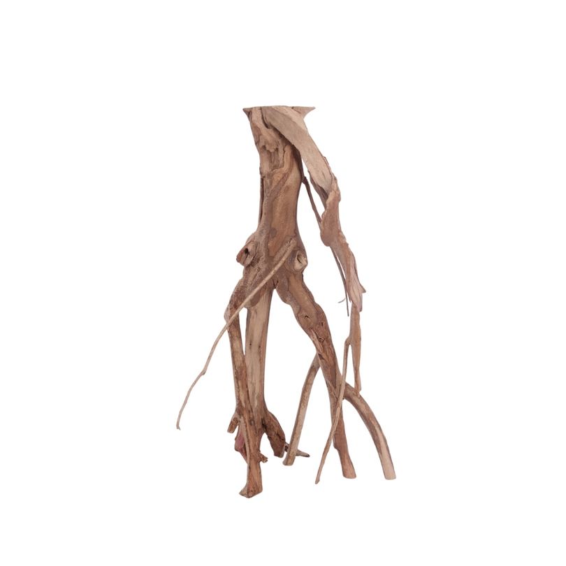 L Talawa Wurzel Nr.3602