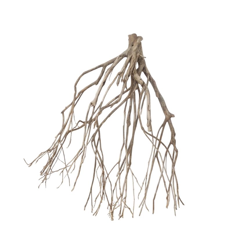 XXL Talawa Wurzel Nr.3653