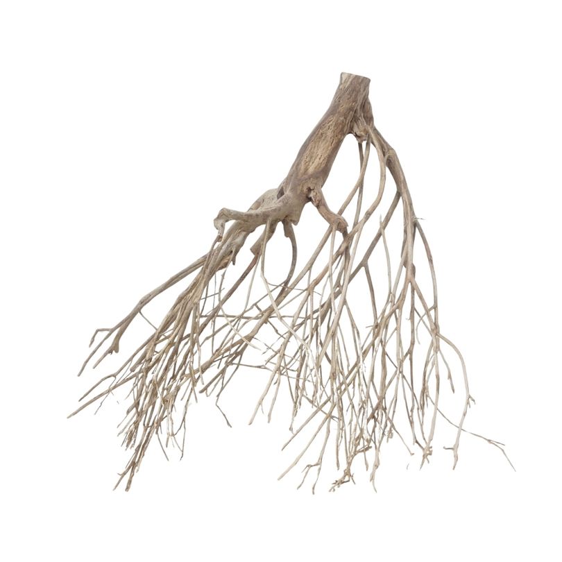 XXL Talawa Wurzel Nr.3654