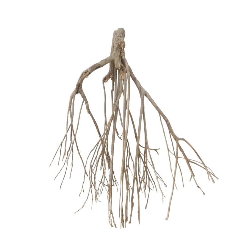 XXL Talawa Wurzel Nr.3656