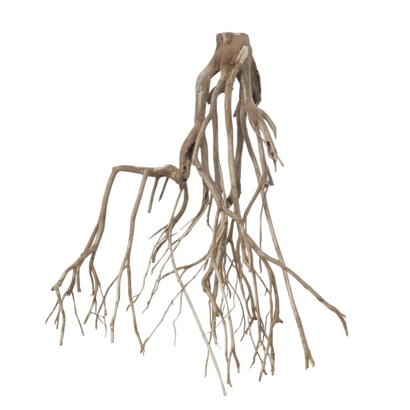 XXL Talawa Wurzel Nr.3657