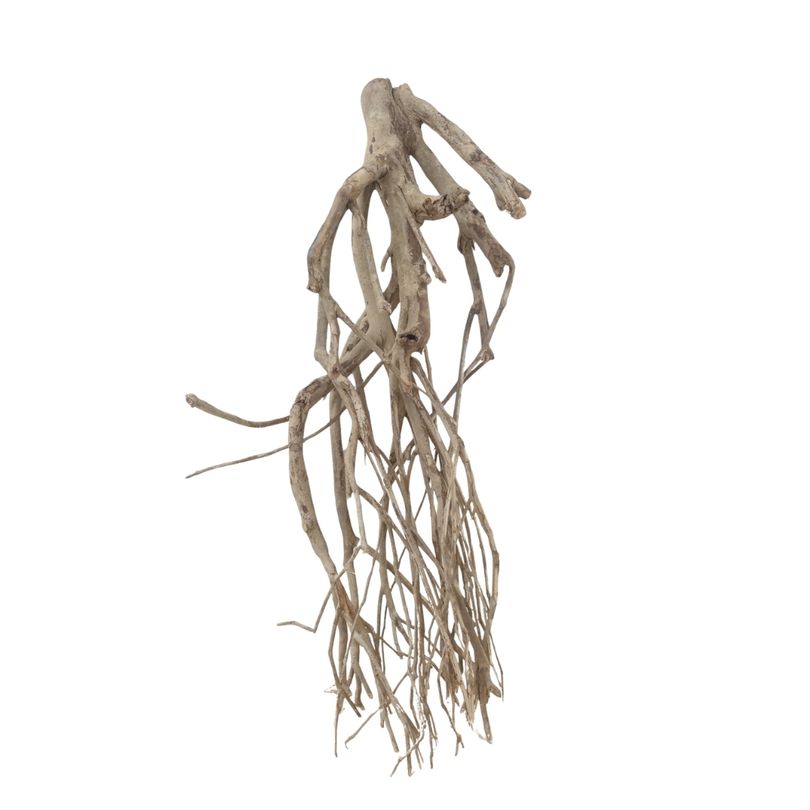 XXL Talawa Wurzel Nr.3659