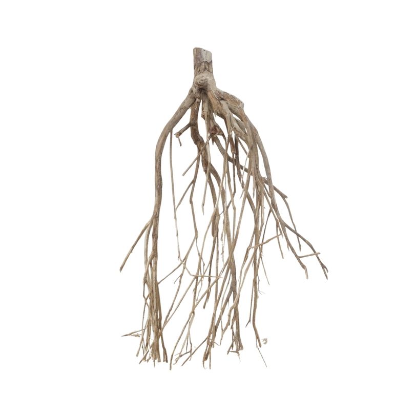 XXL Talawa Wurzel Nr.3660