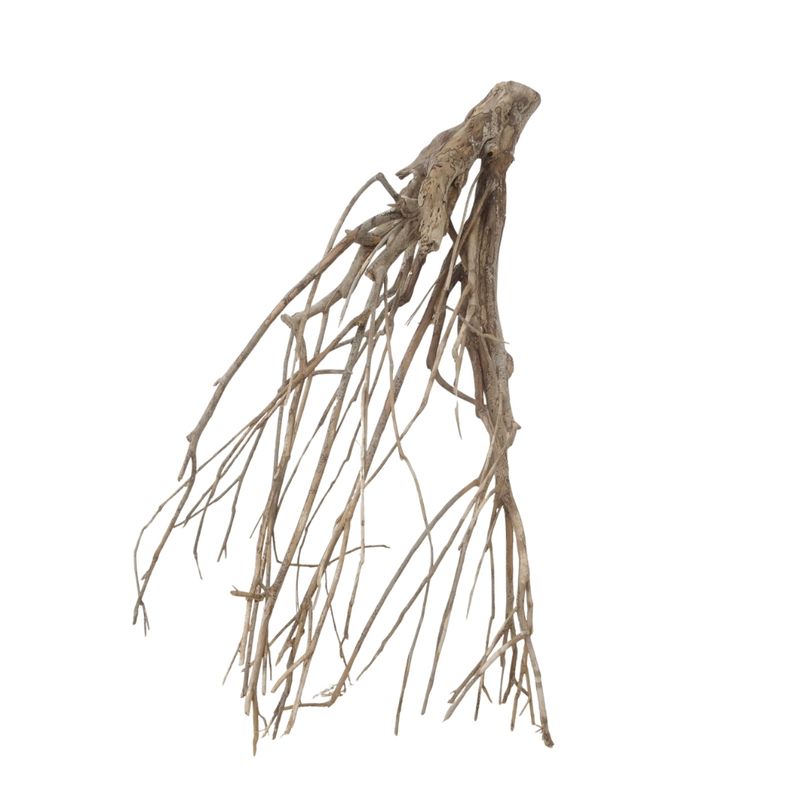 XXL Talawa Wurzel Nr.3661