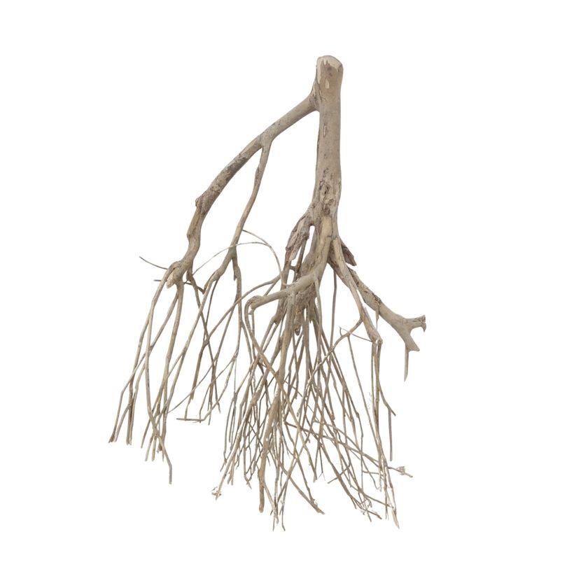 XXL Talawa Wurzel Nr.3662