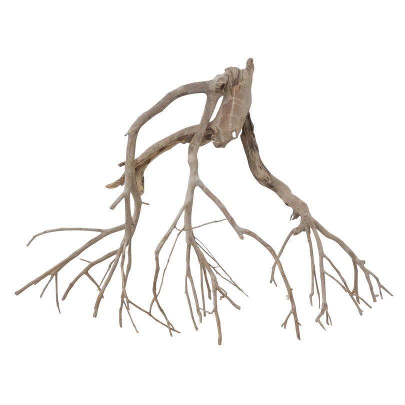 XXL Talawa Wurzel Nr.3665