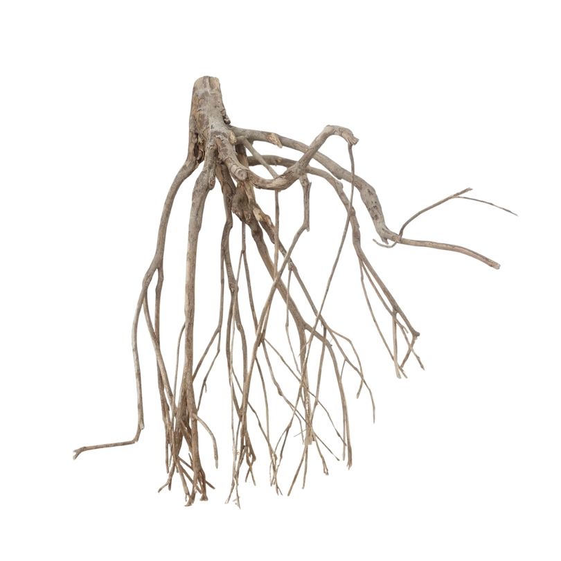 XXL Talawa Wurzel Nr.3670