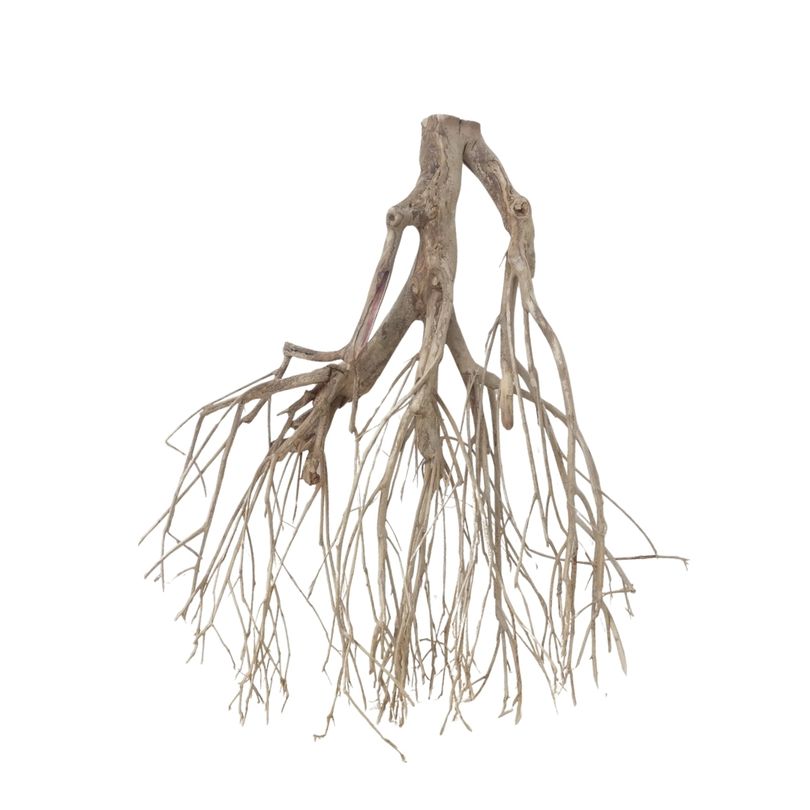 XXL Talawa Wurzel Nr.3671