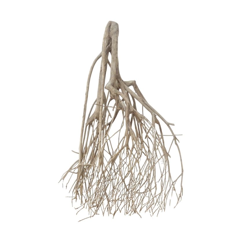 XXL Talawa Wurzel Nr.3672