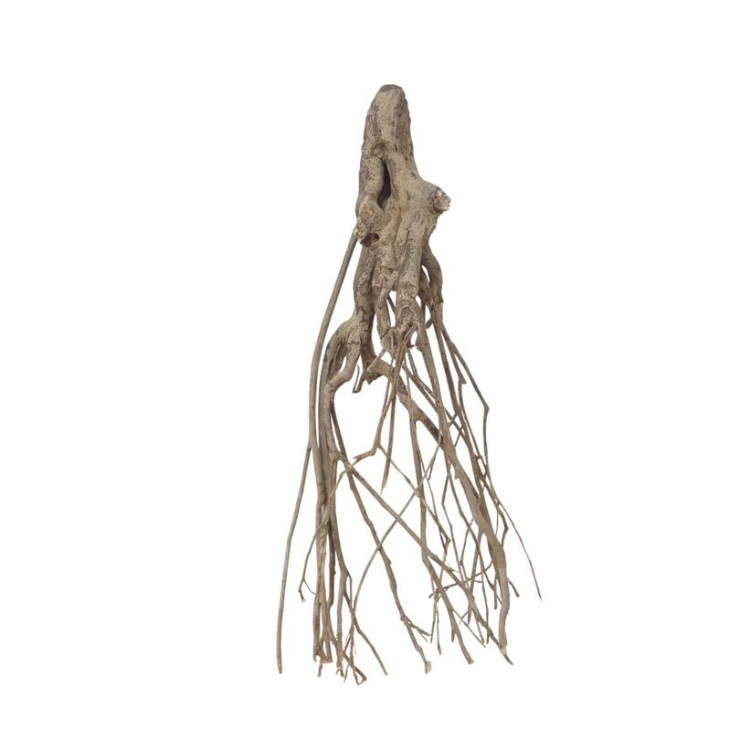 XXL Talawa Wurzel Nr.3673