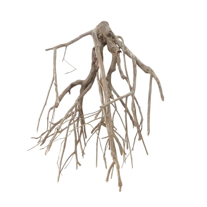 XXL Talawa Wurzel Nr.3677