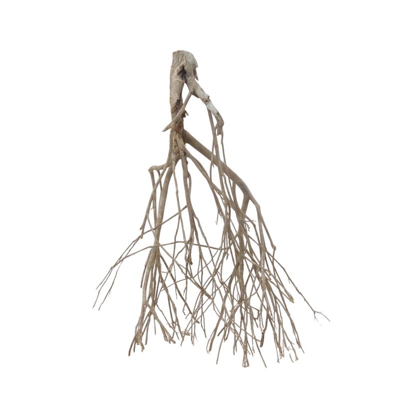 XXL Talawa Wurzel Nr.3678