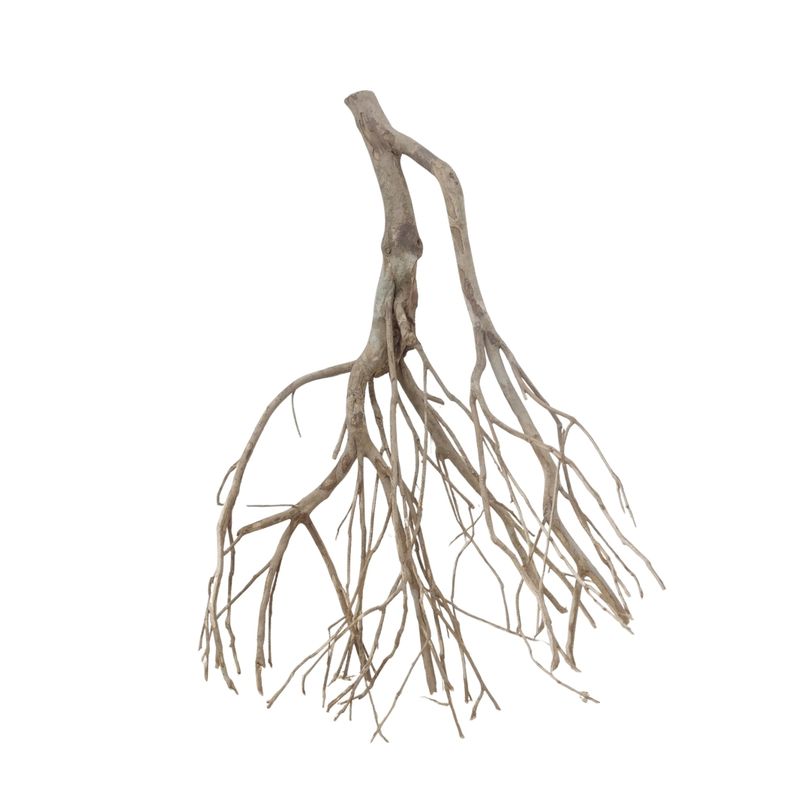 XXL Talawa Wurzel Nr.3682