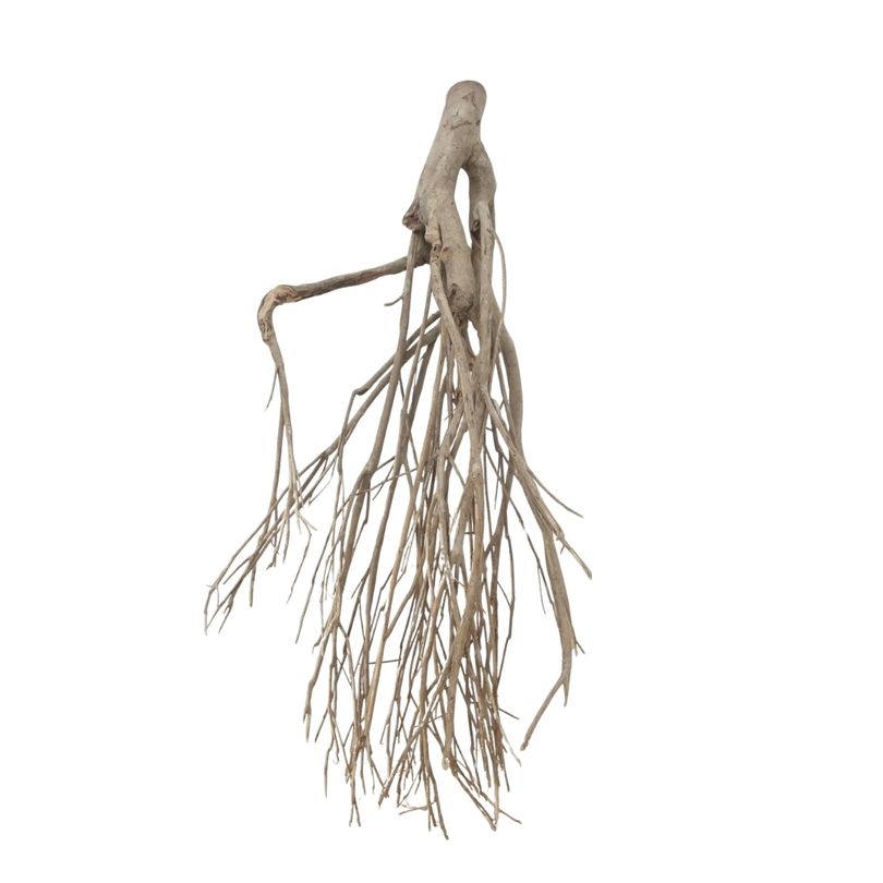 XXL Talawa Wurzel Nr.3685