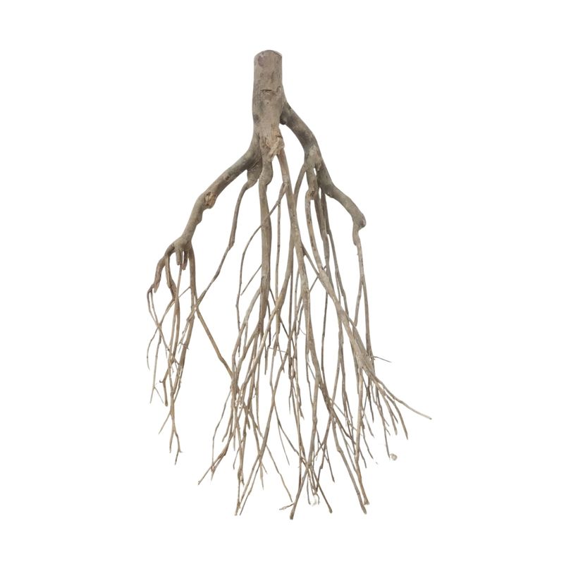 XXL Talawa Wurzel Nr.3688