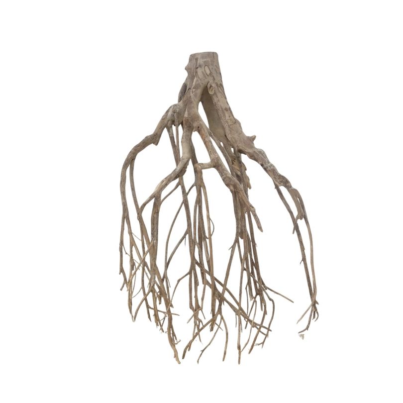 XXL Talawa Wurzel Nr.3689